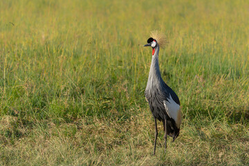 Obraz premium Grey crowned Crane (Balearica regulorum) walking on the fields of the Masai Mara National Park in Kenya
