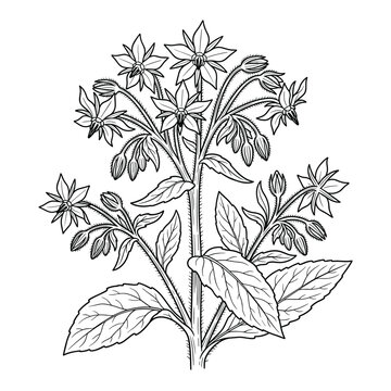 Borage Botanical Illustration for Herbal Packaging and Natural Branding