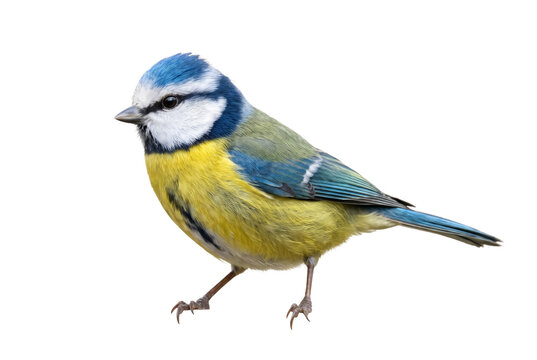 Colorful Blue Tit Bird Isolated on Dark Surface