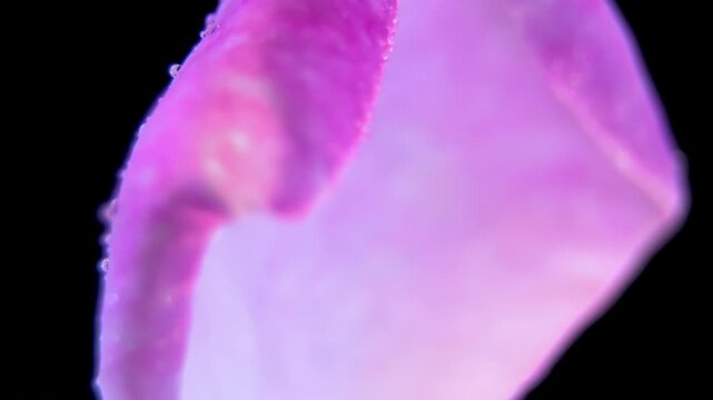 Rosa x odorata Pink Petal Rotating on Black Background, Macro View