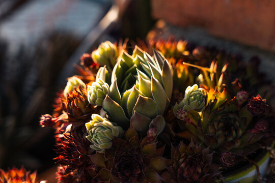 Succulent Plants Glowing In Warm Evening Sunlight