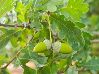 Macro shot of two young green acorns hanging from an oak tree branch with fresh green leaves. Ideal for nature, autumn concept, forest, botany, and environmental design. © MadameSayCheese