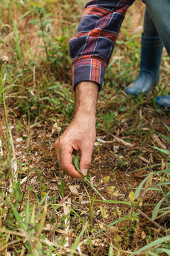 Farmer placing ant poison on the ground