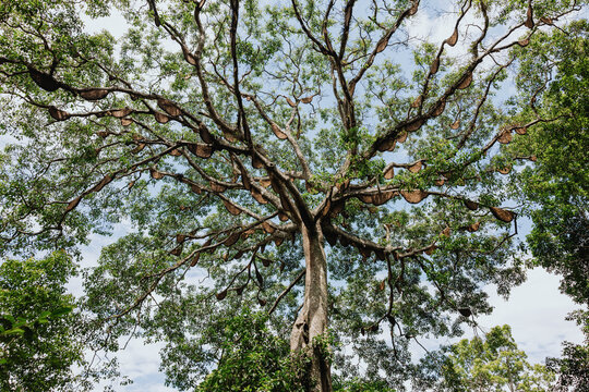 High Mountain Fig Tree Covered with Hanging Beehives