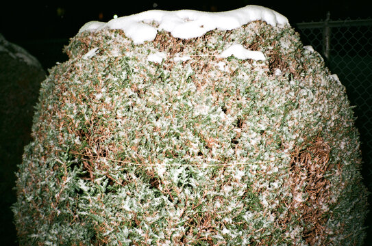 Snow Covered Hedge Illuminated by Flash at Night