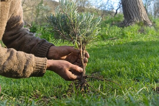 Planting lavender