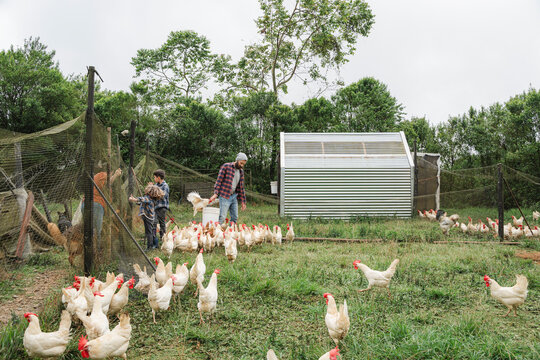 Farm workers feeding free range chickens on outdoor poultry farm