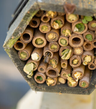 Close-up of Solitary Bees Nesting in a Bee Hotel with Mason Bee, Leafcutter Bee and Resin Bee Nest Tubes