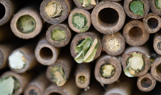 Close-up of Solitary Bees Nesting in a Bee Hotel with Mason Bee, Leafcutter Bee and Resin Bee Nest Tubes
