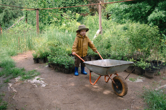 Child with a wheelbarrow in a garden among flower beds
