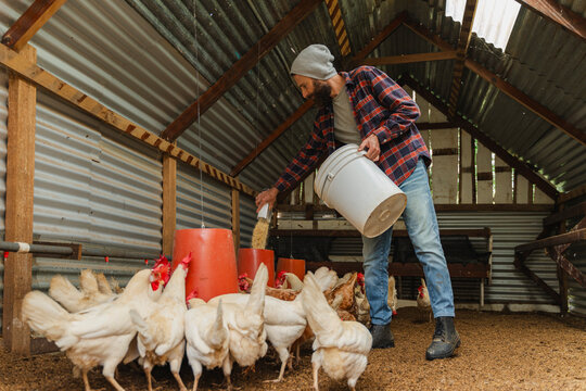 Farmer feeding chickens inside poultry farm coop
