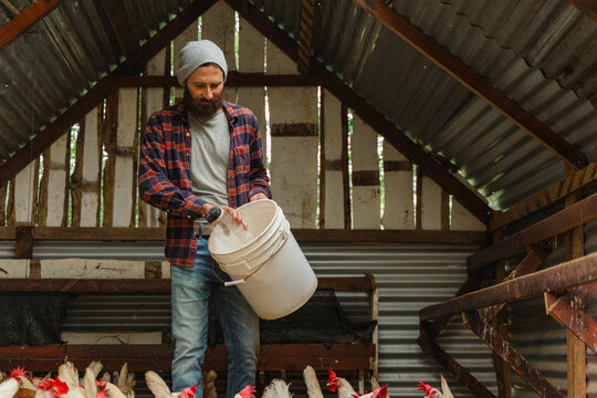 Farmer feeding chickens inside an organic coop