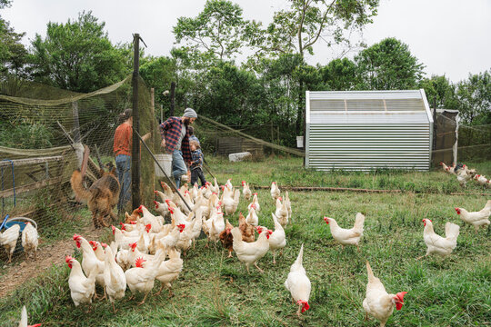 Farming family caring for free-range chickens outside coop