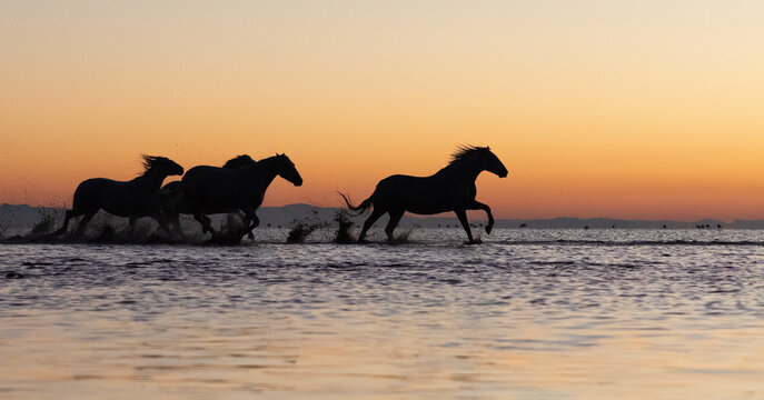 Horses Silhouette at Sunrise