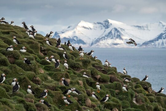 Large puffin colony on grassy hillside near ocean with snowy mountains background, seabirds wildlife habitat nature scene &ndash; flat vector illustration