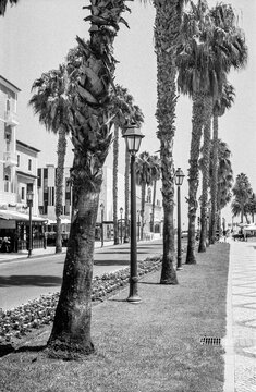 Palm Lined Boulevard