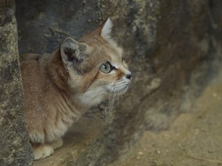 Sand cat (Felis margarita) © Hana