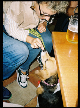 Woman petting beagle dog in pet friendly bar