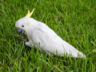 Sulphur-crested Cockatoo in Sydney © estivillml