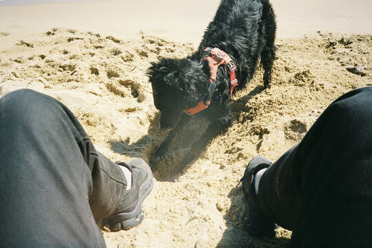Dog Plays in Beach Sand Between Owner Legs