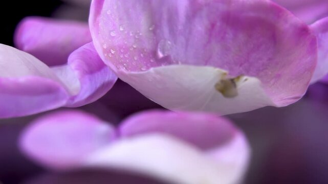 Scattered Pink Rose Petals Rotating, Botanical Studio Close Up