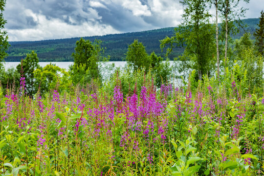 Weider&ouml;schen in Schweden in einer Wiese an einem See