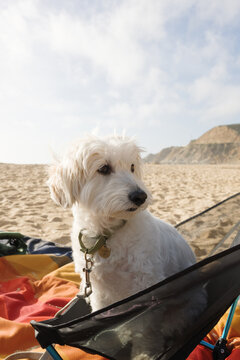 Small white dog sits on a chair