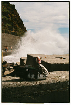 Muscovy Duck Resting on Seawall with Crashing Wave, Madeira