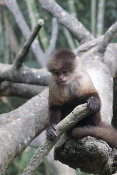 White-faced Capuchin Monkey Sitting on Tree Branch