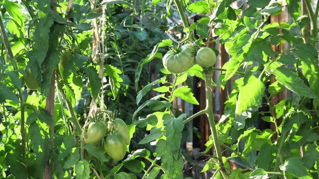 Unripe green tomatoes growing on vines inside sunny greenhouse, showing fresh vegetables ripening on branch. Organic farming and healthy food production. Hobby growing vegetables