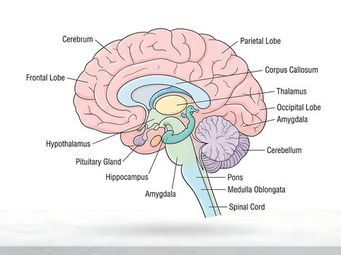 Detailed anatomical human brain diagram isolated on transparent background for medical education