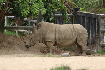 Southern White Rhinoceros Standing in Natural Enclosure © andres