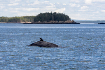 Fototapeta premium Minke Whale