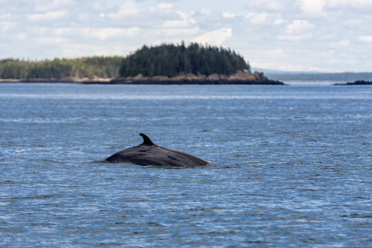 Minke Whale