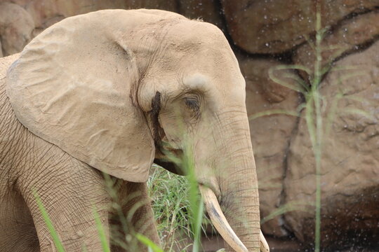 Asian Elephant Walking Through Green Natural Habitat