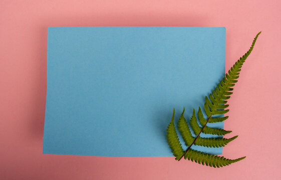 Hoja de helecho sobre fondo rosa con papel azul y espacio para texto, composici&oacute;n minimalista