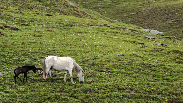 White mare horse grazing with small black foal on green mountain meadow slope