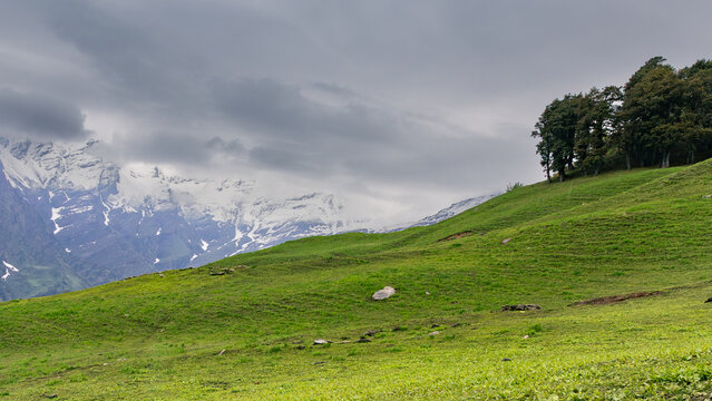 Lush green mountain meadow slope with pine trees under overcast sky near snow covered peaks