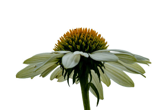 Close view of a flower with white petals and a round center taken in a garden during daylight