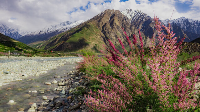 Jispa Lahaul mountain valley view with blooming pink tamarix bush foreground along river bed beneath snow capped Himalayan peaks
