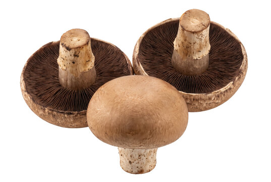 Three Fresh Brown Portobello Mushrooms Showing Cap and Gills
