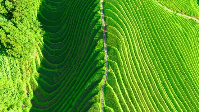 Aerial view of lush green Longji rice terraces with a pathway in Guilin, Guangxi, China.