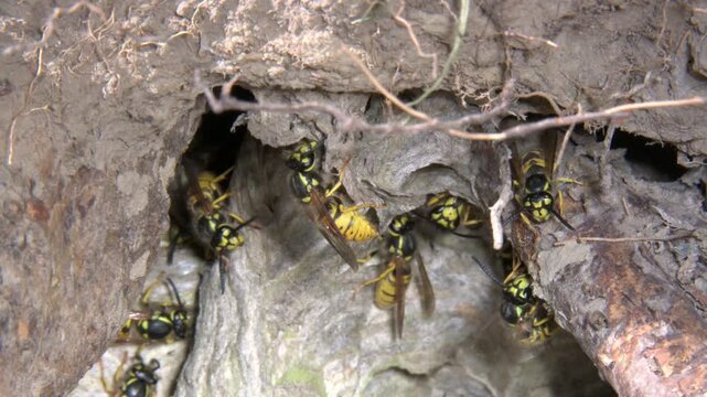 German Wasps (Vespula germanica) using chewed-up wood the add to the papery structure inside their nest, in a hole in the ground. July, Kent, UK [Slow motion x4] 