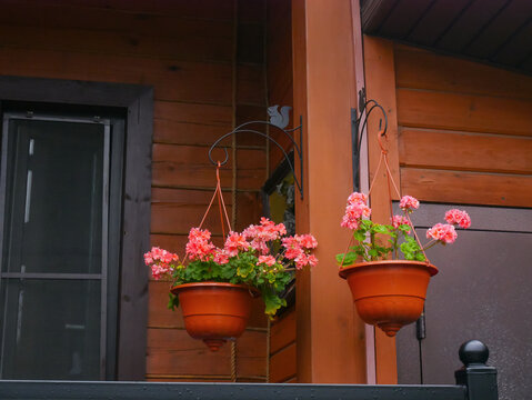 Two terracotta hanging flower pots with pink blooming flowers hanging on metal hooks against a wooden cottage wall. Home gardening concept