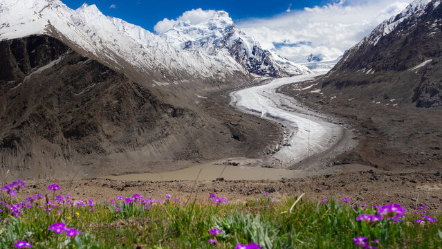 View of Drang Drung Glacier with Purple Wildflowers Blooming in Foreground Meadow, Scenic Alpine Valley Landscape in Zanskar Ladakh India