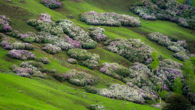 Blooming Rhododendron Bushes Across Lush Green Alpine Mountain Slope, Spring Blossom in Himalayan Valley