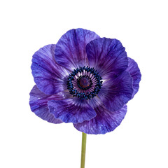Naklejka premium Close up of single anemone flower with vibrant purple petals on white background
