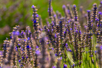 Obraz premium Fields of lavender stretch across a bright landscape in full bloom during the summer season