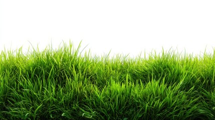 Obraz premium Vibrant green grass blades growing lush and full against a bright white background representing nature growth.