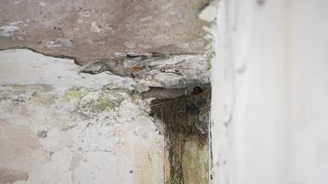 Aged stone corner with swallow nest sheltering under weathered cracked ceiling indoors